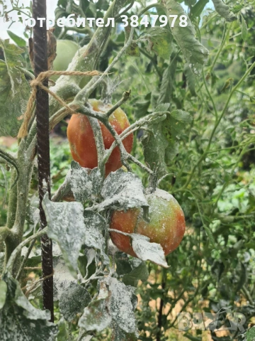 Разсад домат "Биволско сърце", снимка 6 - Градински цветя и растения - 53735749