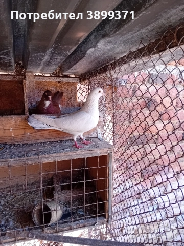 Пазарджишки гълъби 