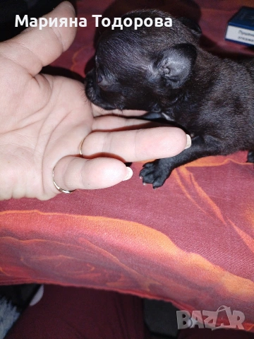 Пинчер, снимка 2 - Пинчер - 53447224