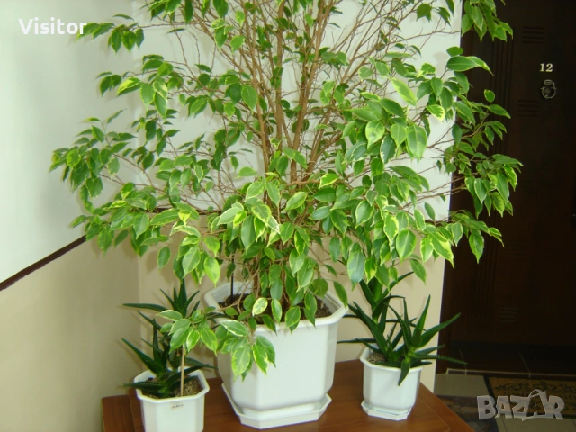 Sony Cyber-shot DSC-P73, снимка 13 - Фотоапарати - 54222919