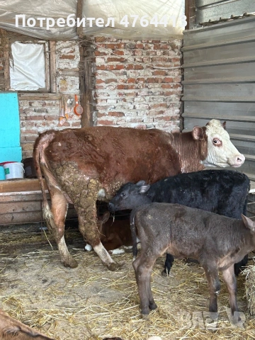 Продавам крави и телета, снимка 4 - Крави - 53828289