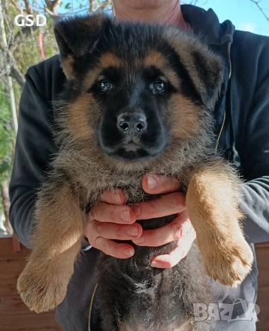 немска овчарка , снимка 7 - Немска овчарка - 52502541