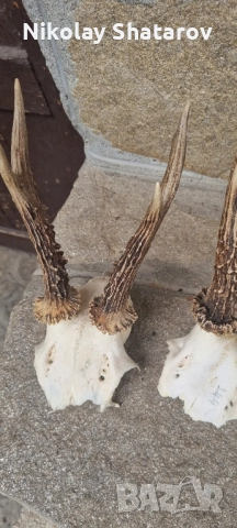 Трофеи от съръндак , снимка 2 - Декорация за дома - 51708253