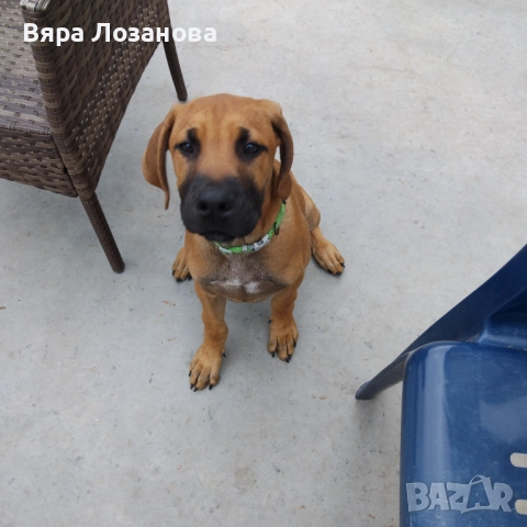 Кучета Риджбек , снимка 1