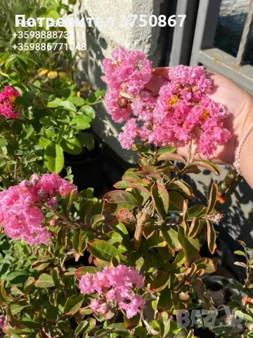 Lagerstroemia indica/Индийски люляк , снимка 3 - Градински цветя и растения - 46952694