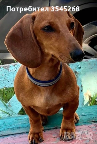 Мини дакел (женска) търси жених