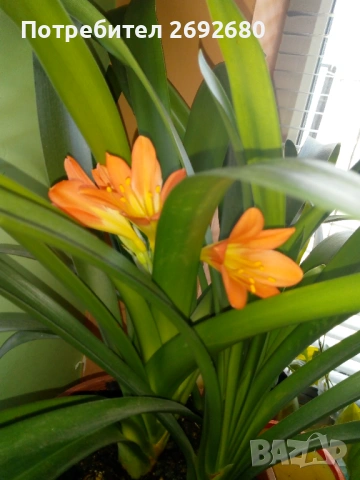 Голяма оранжева кливия с цветонос(5бр.в една саксия с обща цена)