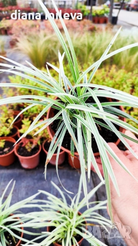 Промо пакет от 6 бр Декоративни треви, снимка 2 - Градински цветя и растения - 52101684