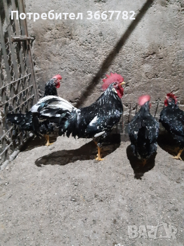 разплодни яйца , снимка 6 - Кокошки и пуйки - 44937815