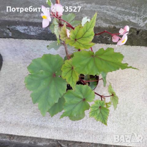 Комплект Бегонии, снимка 1 - Стайни растения - 45658587