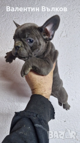 Френски булдочета , снимка 8 - Френски булдог - 53241257