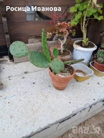 Кактуси и сукуленти, снимка 5 - Стайни растения - 36410333