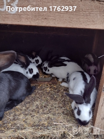 Немски пъстър великан ПЕПЕРУДА, снимка 6 - Други - 30432552