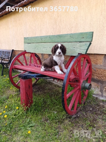 ШПРИНГЕР шпано, снимка 4 - Кокер шпаньол - 54173057