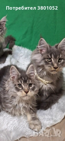 Продавам котета 