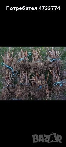 Разсад Ядоги и Малини, снимка 5 - Разсади - 53718503