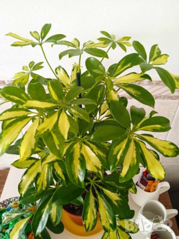 стайно растение от Португалия, снимка 1 - Стайни растения - 45717255