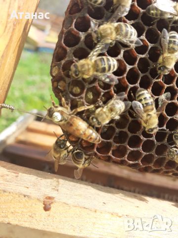 Продавам пчелни майки, снимка 4 - За пчели - 45171384