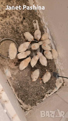 Пиленца от инкубатор 