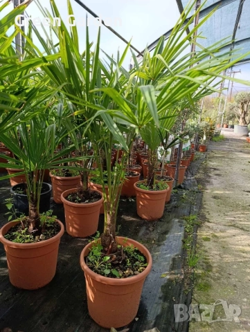 Палми Trachycarpus Fortunei – 1 метър височина, снимка 3 - Градински цветя и растения - 52596475
