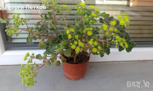 Дърво на Парите-Айхризон. Височина 10-15см.-7лв.