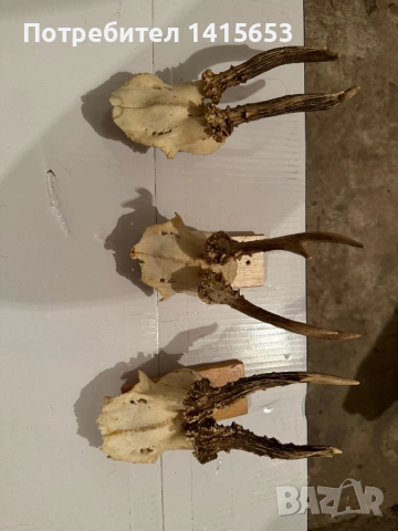 Продавам трофей от сръндак