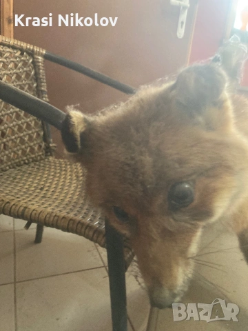 Препарирана. Лисица, снимка 4 - Други стоки за дома - 53411726