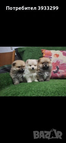 Померан мини померанчета, снимка 3 - Померан - 53930972