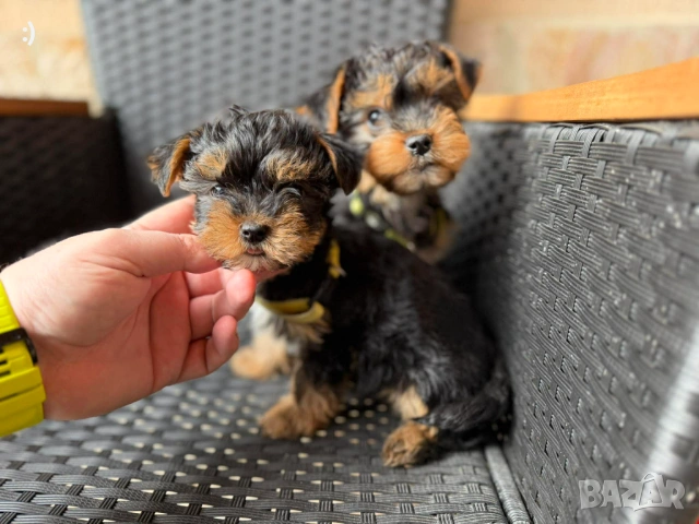 Йоркширски териер Актуално от 6.2.2026, снимка 4 - Йоркширски териер - 53379580