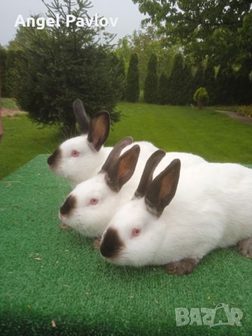 Калифорнийски зайци , снимка 2 - Други животни - 46039117
