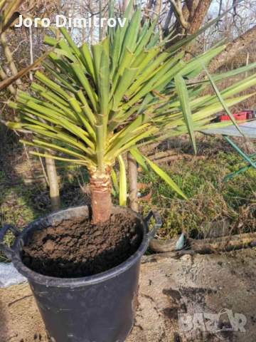 Палма юка външна студоустойчива, снимка 5 - Градински цветя и растения - 53031740