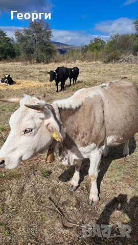 Продавам заплодена крава месодайна цена 2200 лв , снимка 10 - Крави - 52624936