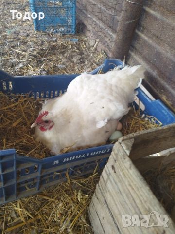 Яйца от бял австралорп, снимка 1 - Кокошки и пуйки - 45672516