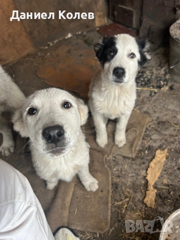 Продавам женски алабаи, снимка 6 - Алабай - 52813719