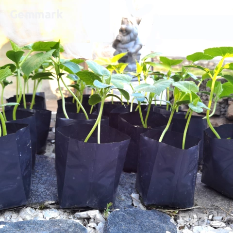 Пликове за разсад, рози, овошки, зеленчуци