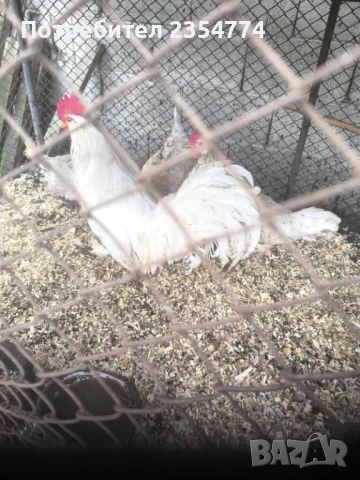 кокошки легхорн продава и яица, снимка 4 - Кокошки и пуйки - 53668848