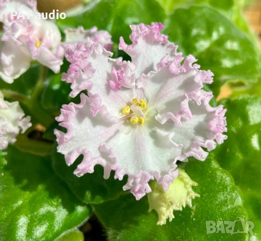 Saintpaulia Сейнтполия Сентполия African Violet Aфриканска теменужка стайна теменужка Фiалка, снимка 8 - Стайни растения - 50025772