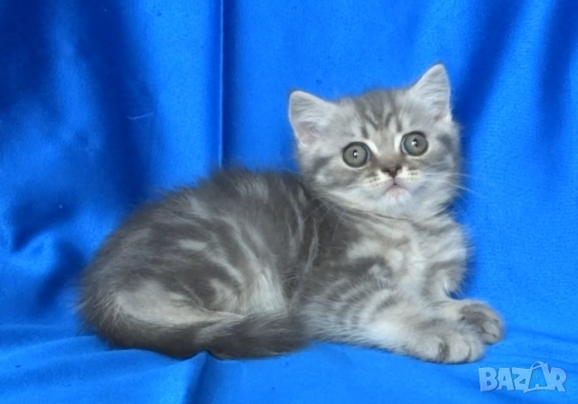 Британско късокосместо мъжко котенце, снимка 5 - Британска късокосместа - 43400066
