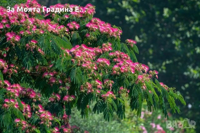 Албиция, снимка 4 - Градински цветя и растения - 53743871