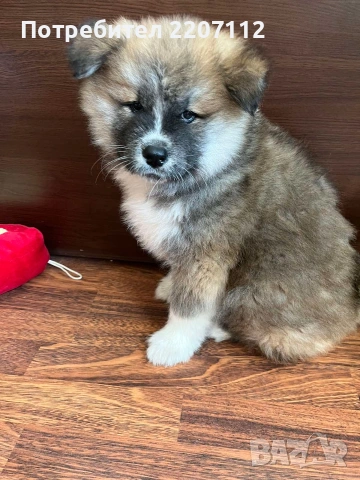 Женско акита-ину., снимка 4 - Акита ину - 53415124