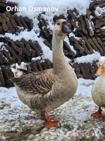 Лебедови гъски