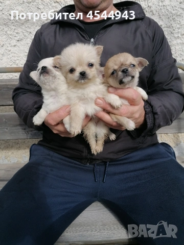 Малки чихуанчета , снимка 11 - Чихуахуа - 53402445