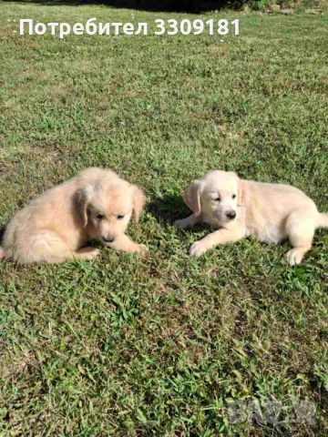 Голдън ретривър, снимка 1