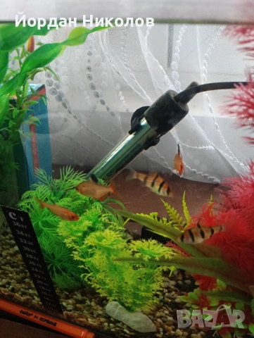 Рибки неони 5 броя , снимка 6 - Рибки - 53292504