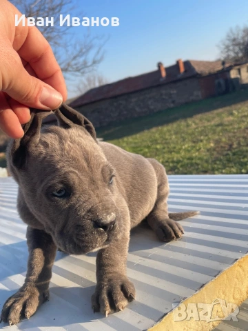 Кане Корсо, снимка 2 - Кане корсо - 53244274