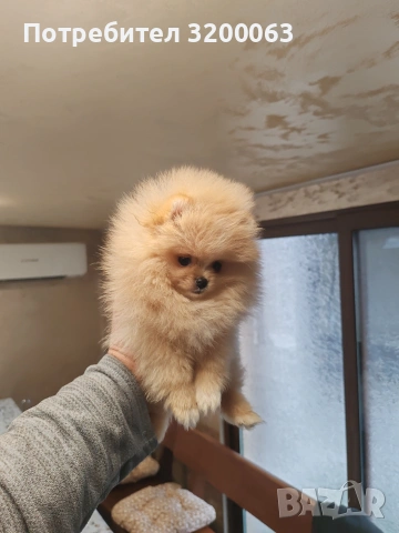 Мини померан мъжко, снимка 2 - Померан - 54032504
