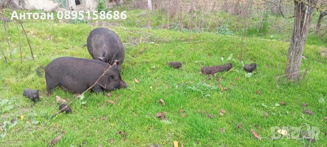 виетнамски прасенца, снимка 2 - Други животни - 54300848