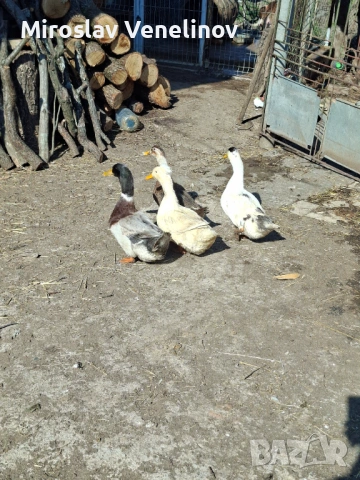 Продавам оплодени яйца от патиците на снимките, снимка 10 - Патици и гъски - 53891477