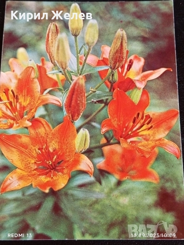 Четири пощенски картички тема ЦВЕТЯ редки от соца за КОЛЕКЦИЯ ДЕКОРАЦИЯ 50862, снимка 8 - Филателия - 51698231