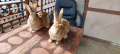 Зайци на различна възраст., снимка 8
